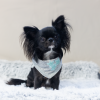 Foto tijdens fotoshoot bij dierenwinkel