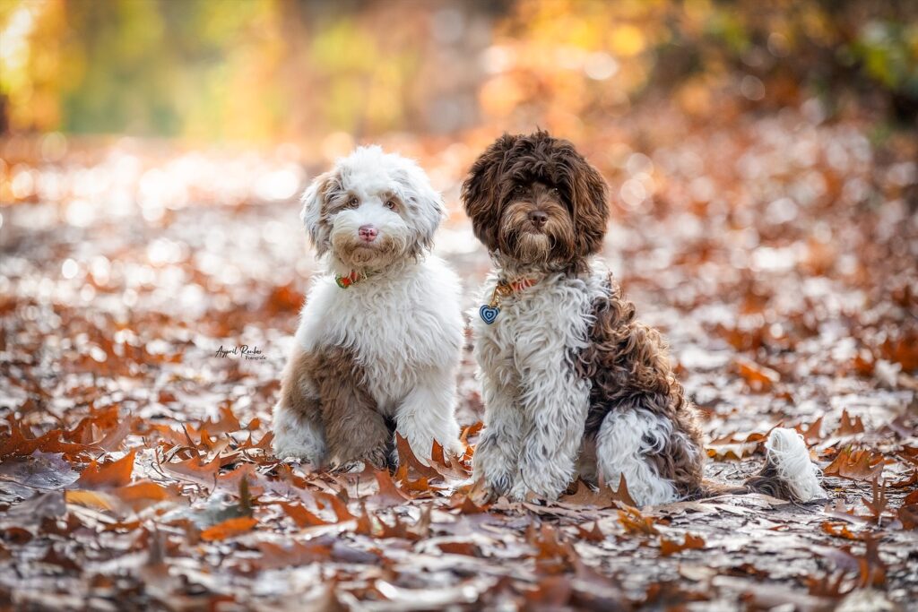 Instagram post from ayprilroubosfotografie. This post is in position 6.