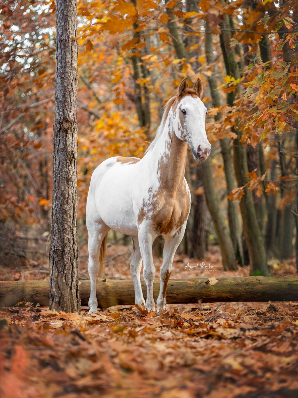 Instagram post from ayprilroubosfotografie. This post is in position 4.