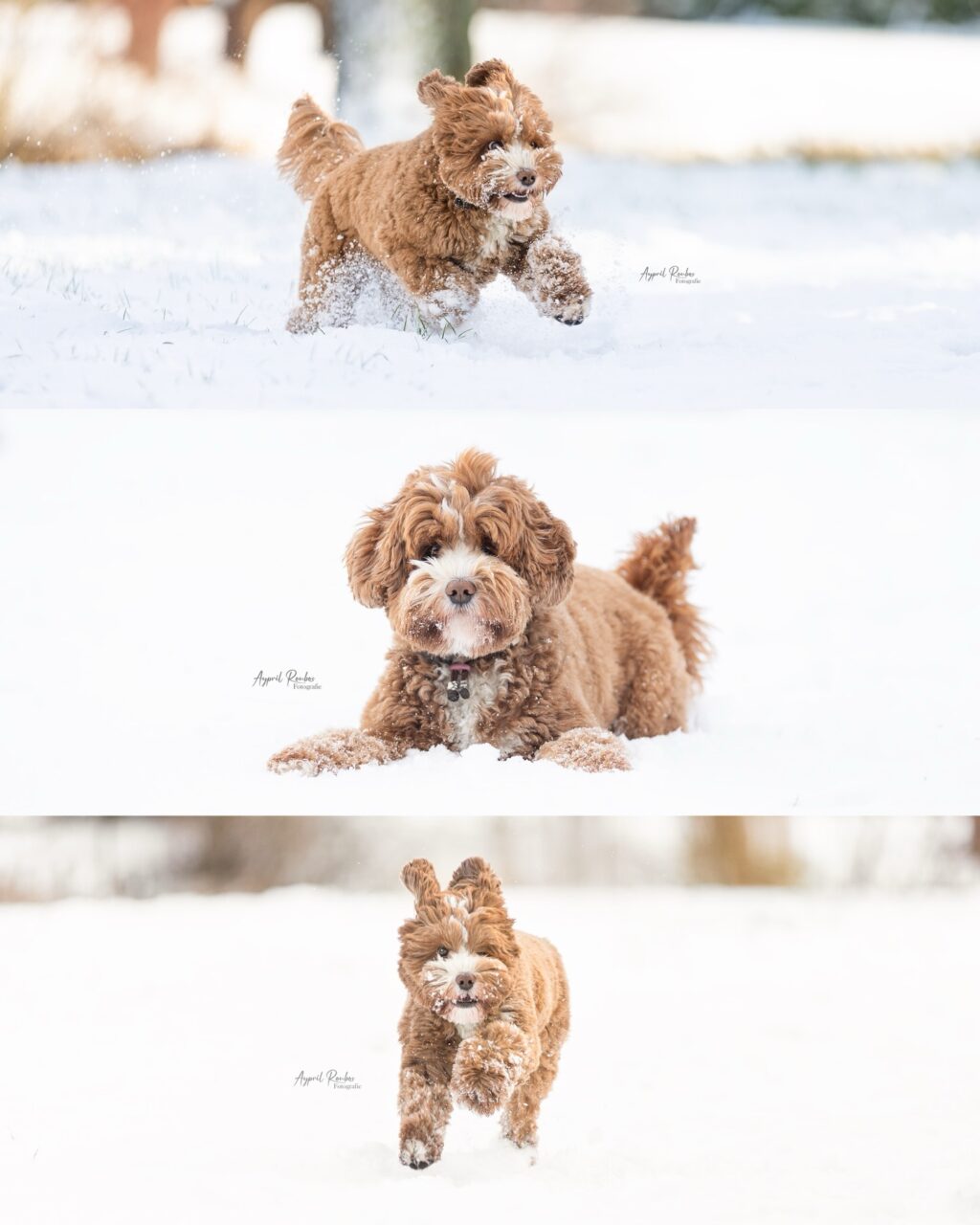 Instagram post from ayprilroubosfotografie. This post is in position 0.