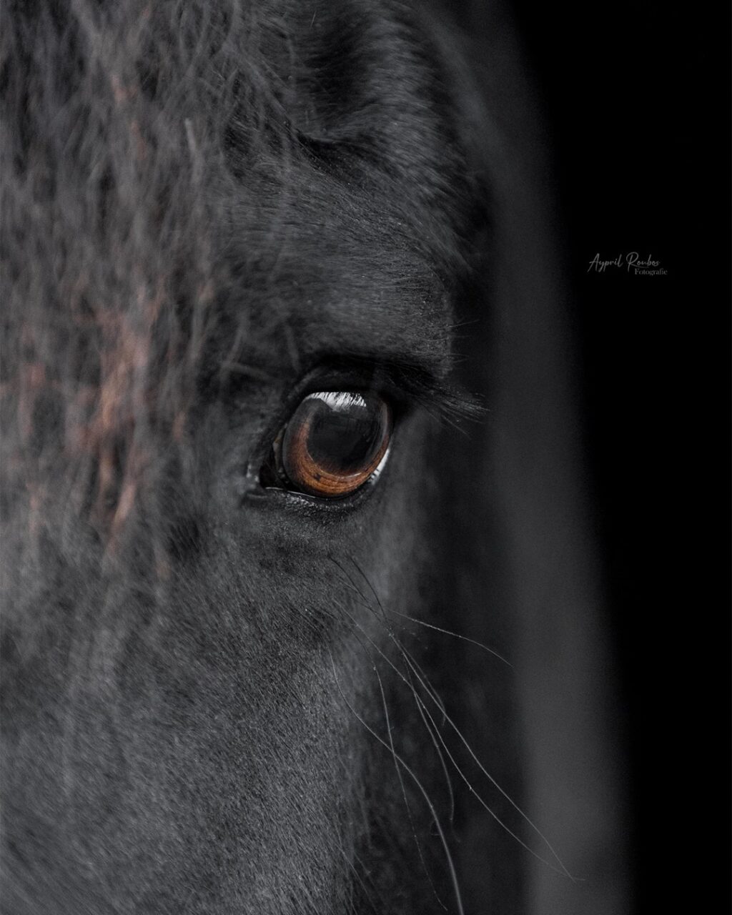 Instagram post from ayprilroubosfotografie. This post is in position 0.