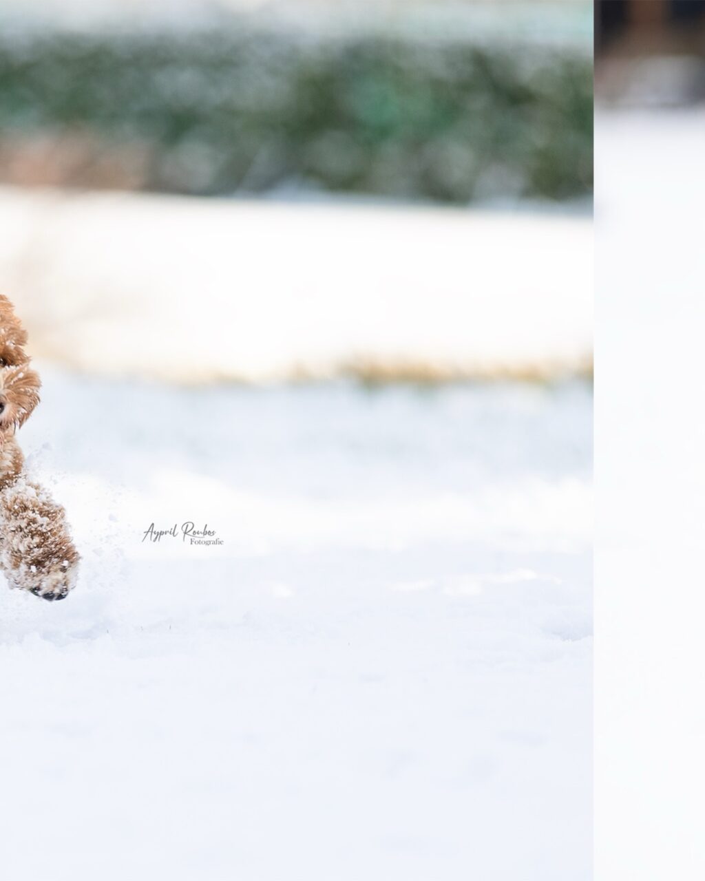 Instagram post from ayprilroubosfotografie. This post is in position 2.